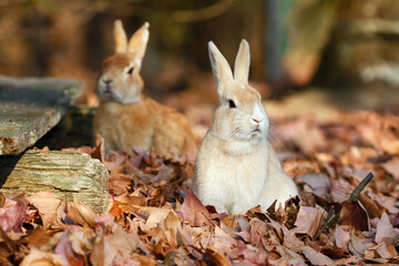 Naklejka premium Two rabbits among fallen autumn leaves on Okunoshima Rabbit Island, Japan