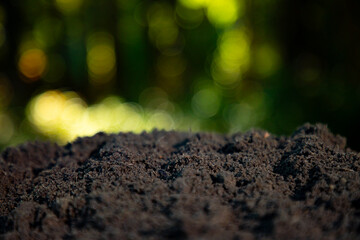 Obraz premium Soil macro emphasizes earthy tone. Soil texture with blurred forest. Soil surface for green concepts. Soil ground for calm visuals.