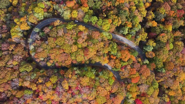 Car traveling on winding forest road during fall season. Vehicle driving through mountain woods under glowing autumn leaves.