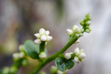 Fototapeta premium Macro shot of small white flowers on a green stem, minimalist nature background, elegant organic botanical art