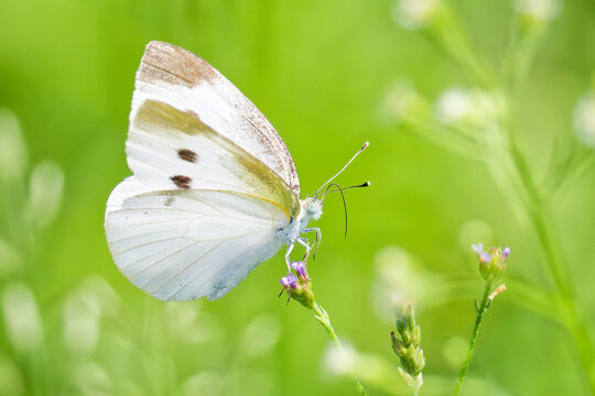 マダ蕾の花に留まるモンシロチョウ(Cabbage butterfly)