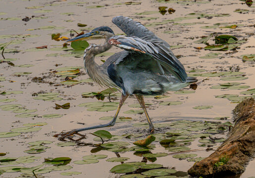 great blue heron tippy toes though the lilies 