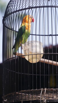 Side Profile of a Colorful Lovebird Near Food Container Inside Cage