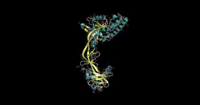 Measles virus fusion protein in its prefusion conformation, macromolecular virus entry complex, 3D structure 4K spinning