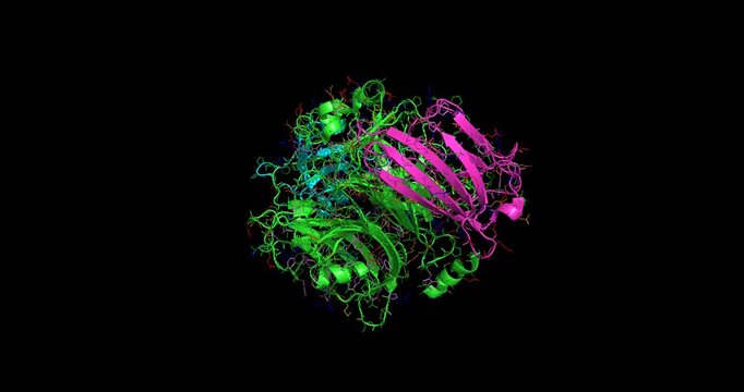 Measles virus hemagglutinin bound to its epithelial receptor Nectin-4, macromolecular viral entry complex, 3D structure 4K spinning