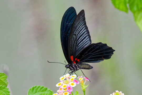 ランタナの花の蜜を吸うナガサキアゲハ(Great Mormon)の雄	