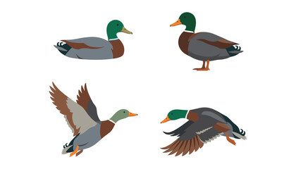 Obraz premium Mallard duck vector flat illustration set with wild drakes swimming standing and flying in the air isolated design elements,