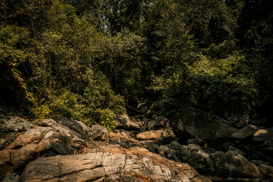 Thailand Jungle 