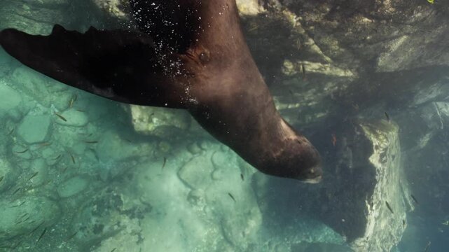 Seals diving from rocky cliffs into the ocean, splashing into deep blue water and swimming together in a playful group, sunlight reflecting on waves as they glide beneath the surface in wild coastal