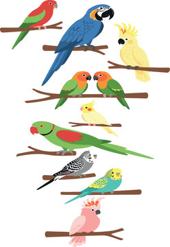 Exotic Parrots and Parakeets Vector Collection Featuring Various Colorful Pet Birds Sitting on Tree Branches for Tropical Nature Graphic Designs