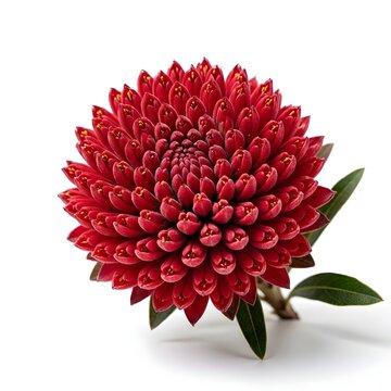 Crimson Red Waratah Telopea Speciosissima Flower Dome Shape Close Up Isolated on Pure White Background