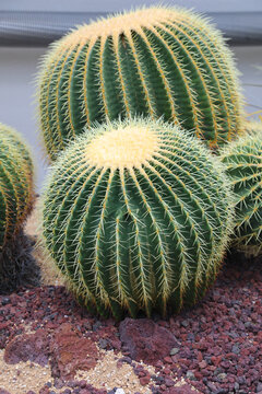 Large Green Cactus - Golden Barrel Cactus - 