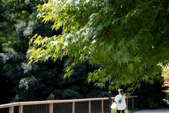 夏の日差しを受ける緑のカエデの葉