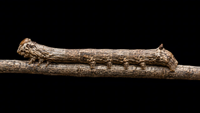 Brown geometer moth caterpillar mimicking a tree twig while crawling along a small branch isolated on a solid black background