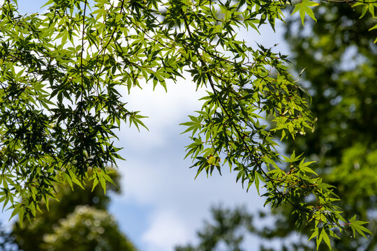 夏の日差しを受ける緑のカエデの葉