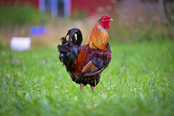 A colorful Red Jungle Fowl oversees a backyard farm © renee