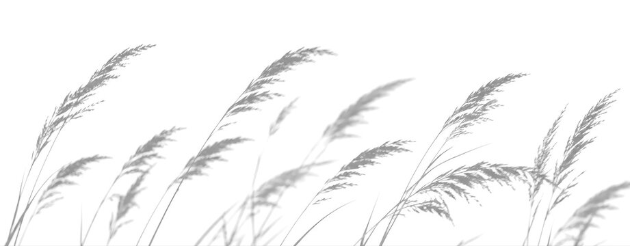 Grass Plumes Shadow Overlay on Transparent Background