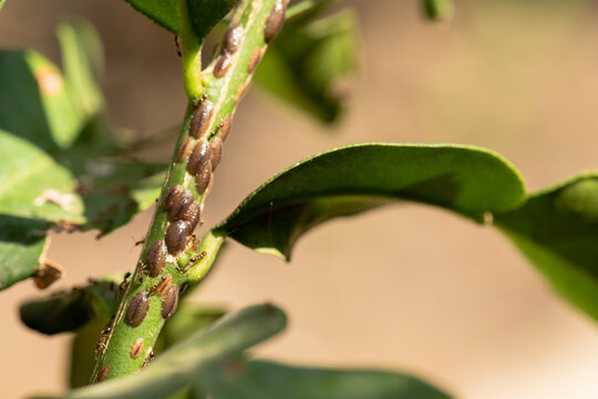 Brown Scale Insects Colonizing Young Citrus Stem