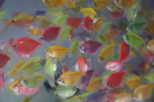 Full Frame Shot of Colorful GloFish Tetra Swimming in Aquarium