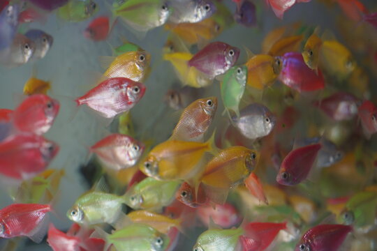 Full Frame Shot of Colorful GloFish Tetra Swimming in Aquarium