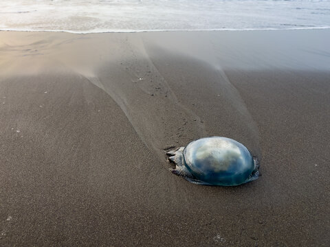 Dead jellyfish stranded on wet sand at the edge of the beach, apparently washed ashore by ocean waves. The image shows a coastal marine wildlife scene with a translucent blue gelatinous body.