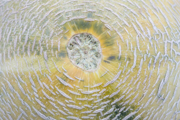 Fototapeta premium close-up view of fresh melon isolated on white background.