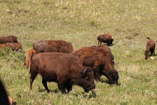 Wild American Bison on the plains of South Dakota