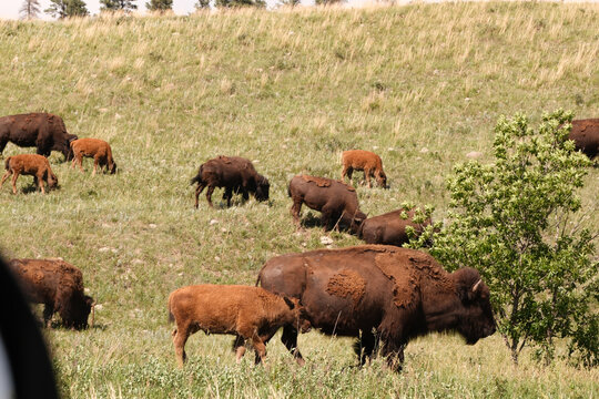 Wild American Bison on the plains of South Dakota shedding it's winter coat