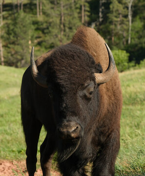 Wild American Bison on the plains of South Dakota