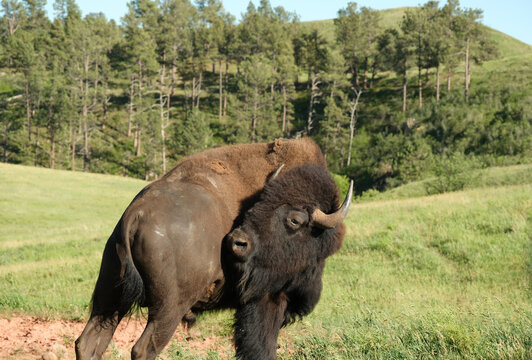 Wild American Bison on the plains of South Dakota
