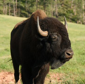 Wild American Bison on the plains of South Dakota