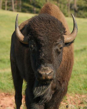 Wild American Bison on the plains of South Dakota