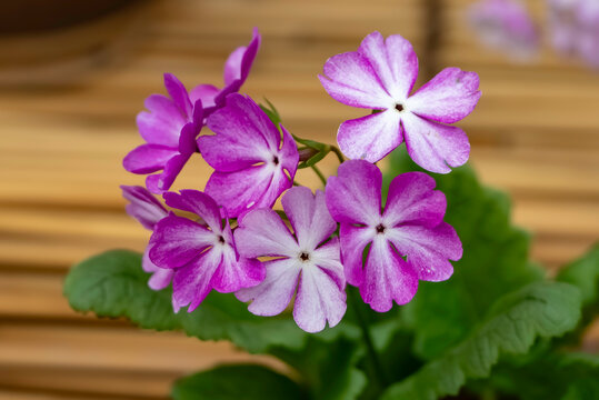 サクラソウ（日本桜草）