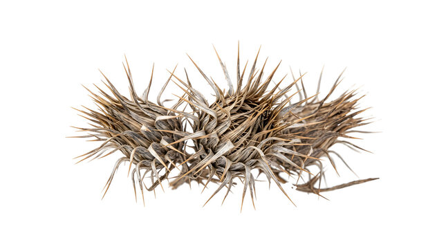 Dry burdock burrs with sharp brown hooked bracts on transparent background ideal for science studies regarding seed dispersal and natural hitchhiker mechanisms.