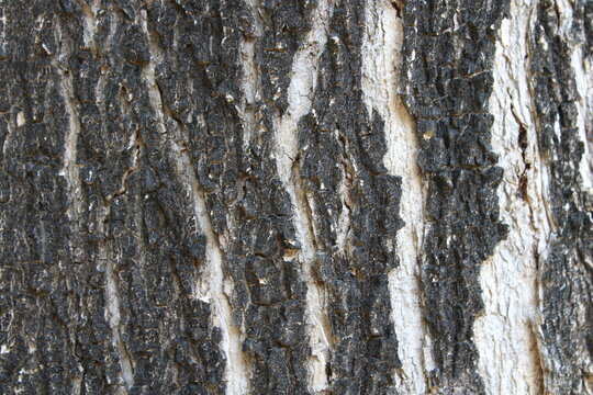 Natural tree bark texture background, old tree texture