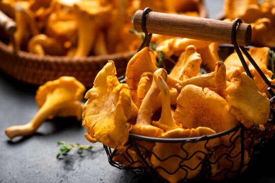 Tasty fresh chanterelle mushrooms inside vintage metal wire basket. Raw yellow fungi on dark surface ready for culinary processing. Natural plant based food and rich autumn harvest.