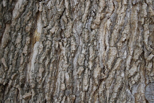 Natural tree bark texture background, old tree texture