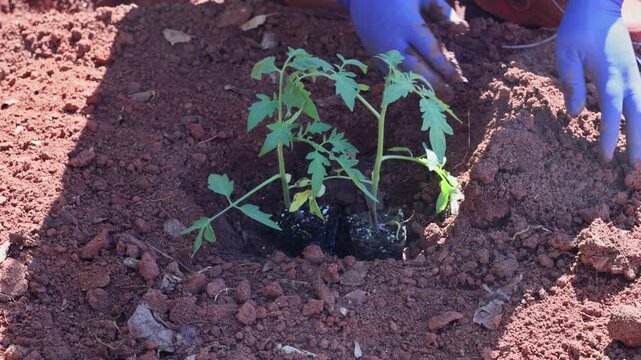Farmer is planting small tomatoes plants in earth it is spring sun is shining.