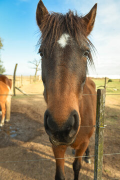 Lindo caballo