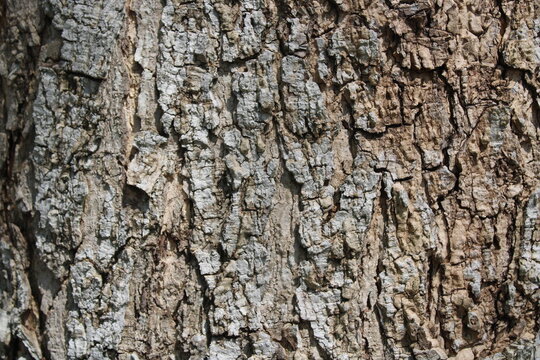 Natural tree bark texture background, old tree texture
