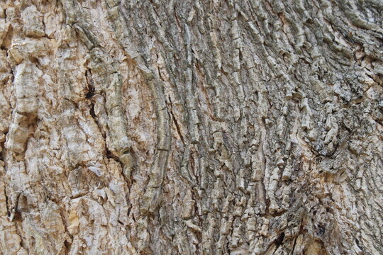Natural tree bark texture background, old tree texture