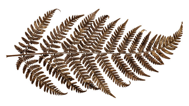 Dried brown fern leaf with detailed fronds, suitable for autumn nature concepts, botanical illustrations, or rustic design elements.