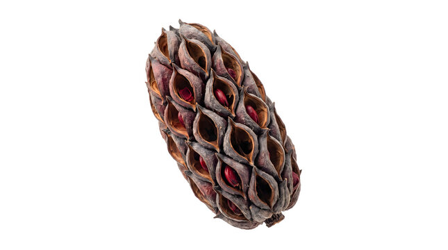 Opened brown woody seed capsule with red seeds isolated on transparent background textured natural forest material for rustic crafts and floral arrangements.