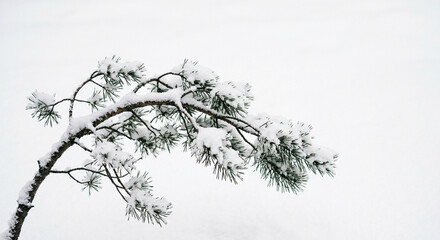 Obraz premium Snow Covered Pine Branch Japanese Winter Scene