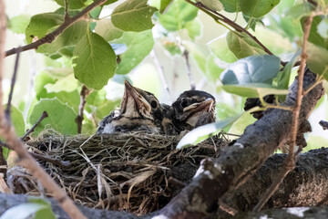 American robin babies sitting in the nest looking outside  © Yifeng