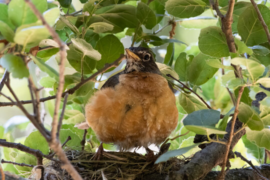 American robin parent nesting with young 