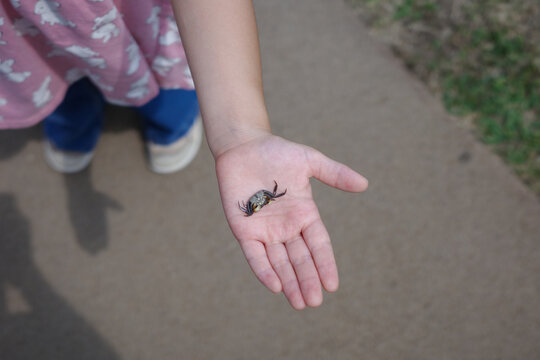 Little girl holding a small freshwater crab on the palm of hand outdoor