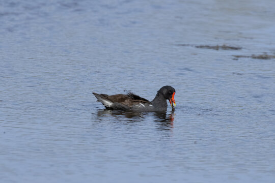 common gallinule eating algae 