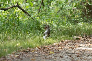 eastern grey squirrel standing in the middle of the grass  © Yifeng