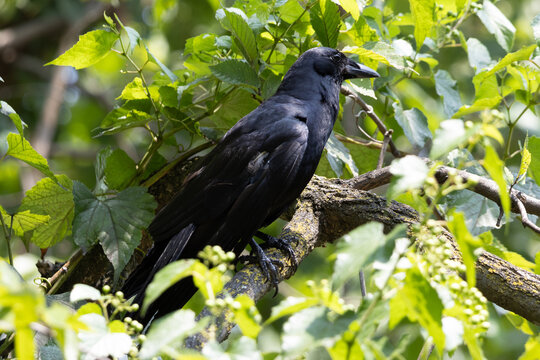 fish crow 